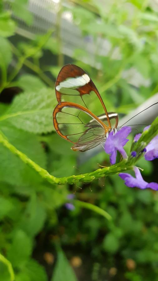 The Butterflies Wood House Villa Reshafim Exterior photo